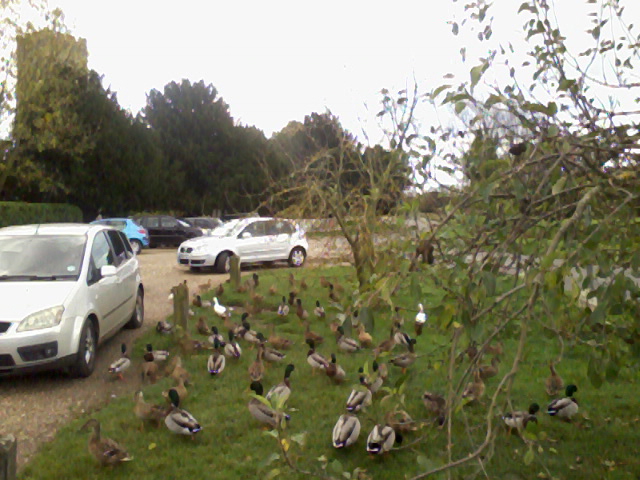  The ducks at Mulbarton.