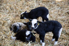 Lambs at Baylham House Rare Breeds Farm.