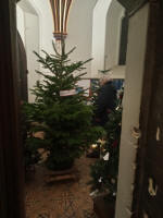 The Christmas tree jungle at the bottom of the stairs at St Mary-le-Tower!