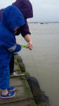 Crabbing at Bawdsey Quay.