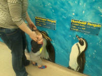 Alfie measuring up against the world's penguins at Colchester Zoo.