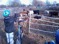 Mason counting cattle near Kingston Fields in Woodbridge.