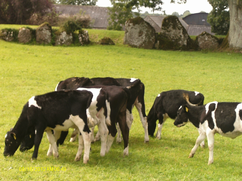 Cows in the middle of 'The Great Stone Circle'.