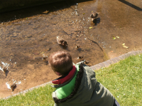 Mason feeding the ducks.