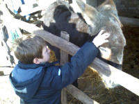 Mason stroking a donkey.