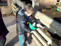 Mason feeding the goats.