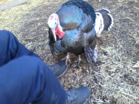 A turkey dancing with Ron's feet.